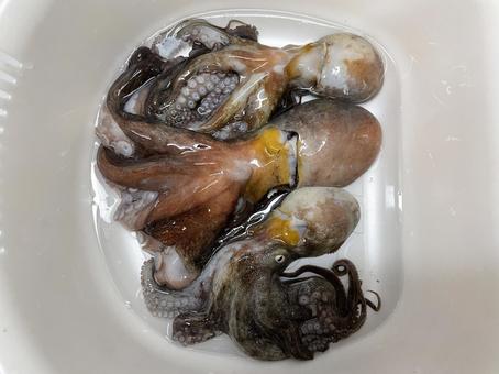 オクトパッシング釣果